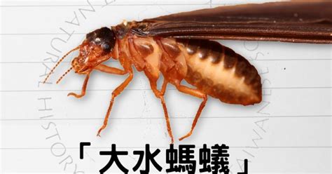 廁所有蟻|懶人包》家裡出現白蟻大水、螞蟻怎麼辦？環境部教1。